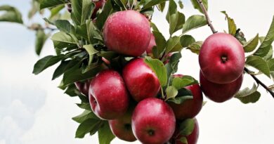 Jabłoń domowa - poradnik uprawy, przycinania i wyboru odmian
