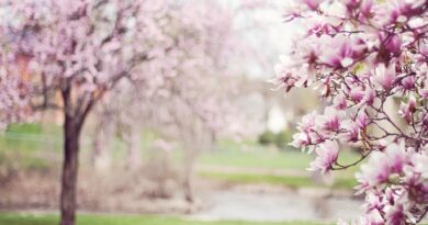 Magnolia - piękno i symbolika kwiatów, które zachwycają