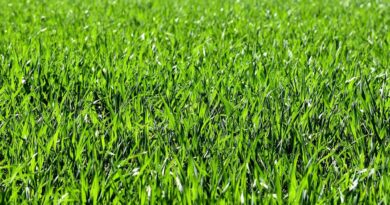 Sekrety pięknego trawnika - jak uzyskać gęsty i zielony dywan?