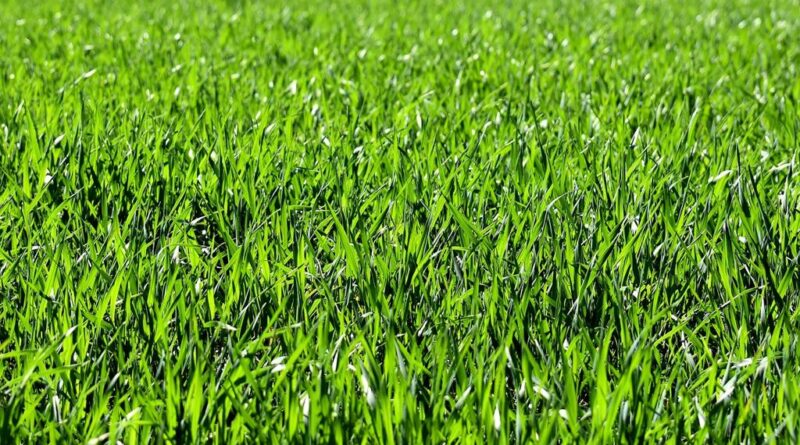 Sekrety pięknego trawnika - jak uzyskać gęsty i zielony dywan?