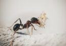 8 skutecznych sposobów na pozbycie się mrówek z ogrodu