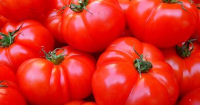 Jak prawidłowo przechowywać pomidory w domu i w lodówce?